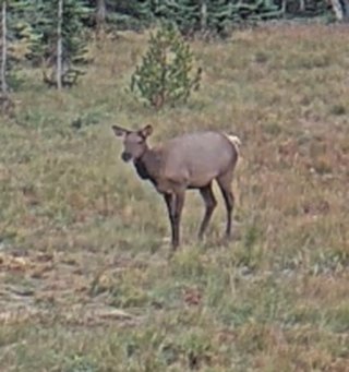 Elk at Sunrise Mountain