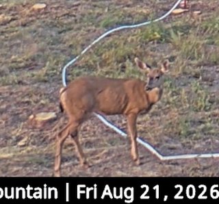 Deer at Sunrise Mountain