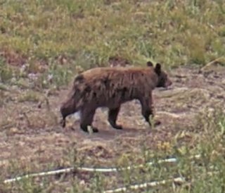 Black bear at Sunrise Mountain