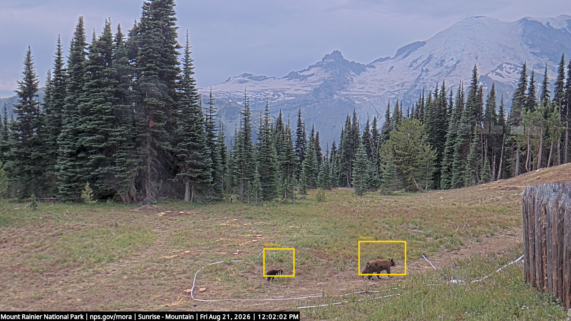 Black bears at Sunrise Mountain