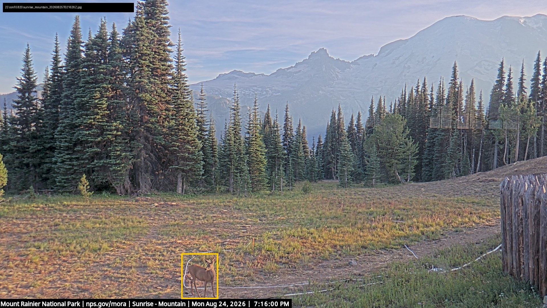Deer at Sunrise Mountain